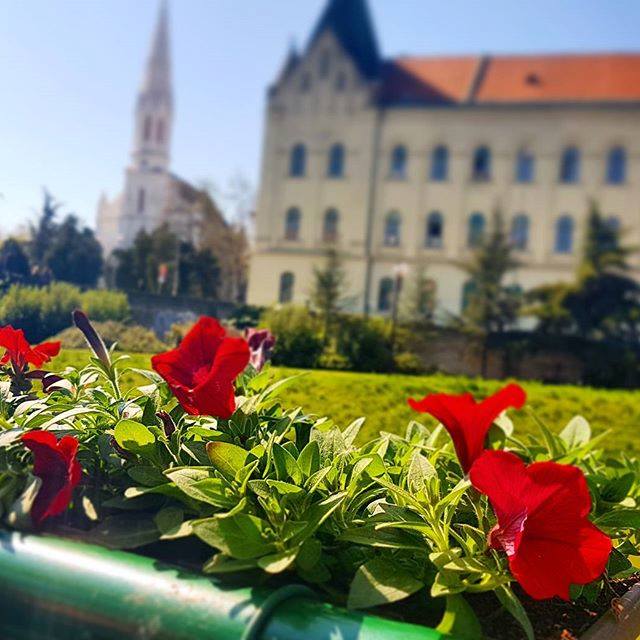 Miként pottyan le az alma a rózsafáról?