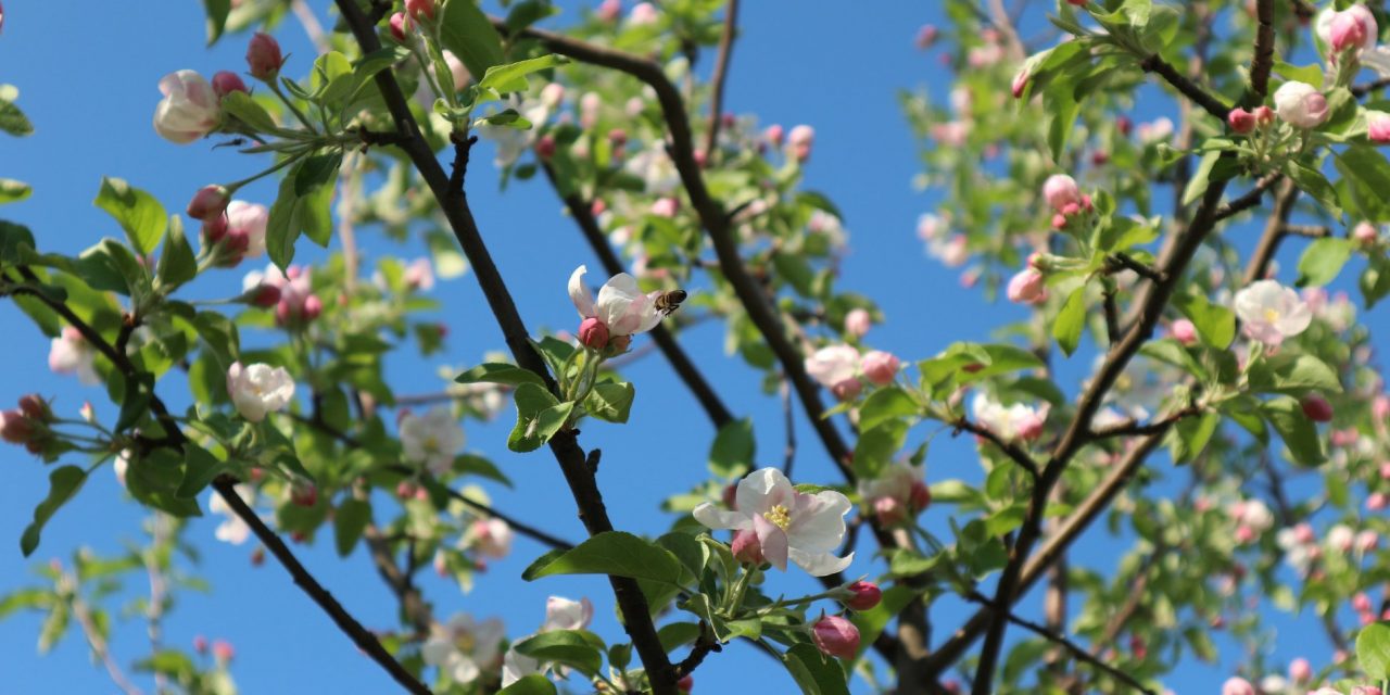 <span class="entry-title-primary">Játékbolt</span> <span class="entry-subtitle">Bartha György verse</span>