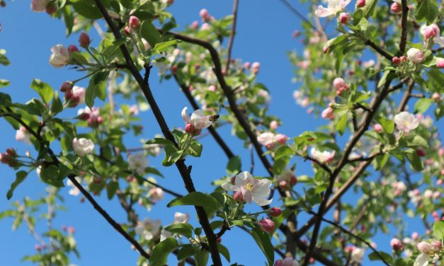 <span class="entry-title-primary">Játékbolt</span> <span class="entry-subtitle">Bartha György verse</span>