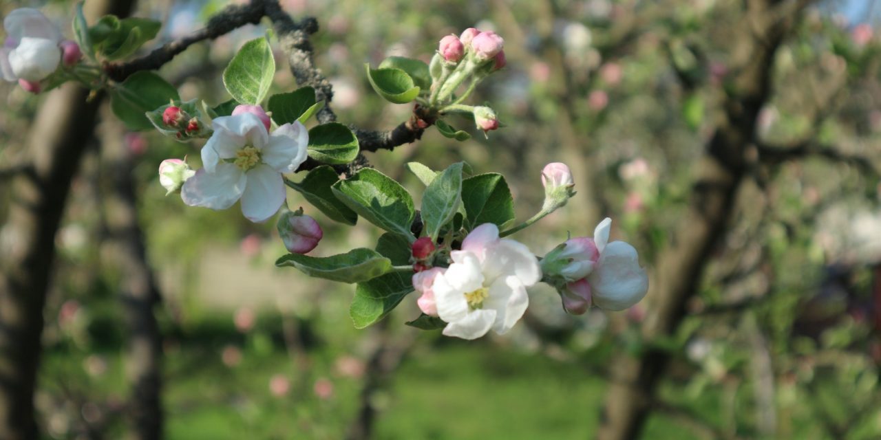 <span class="entry-title-primary">a festmény</span> <span class="entry-subtitle">Bartha György verse</span>