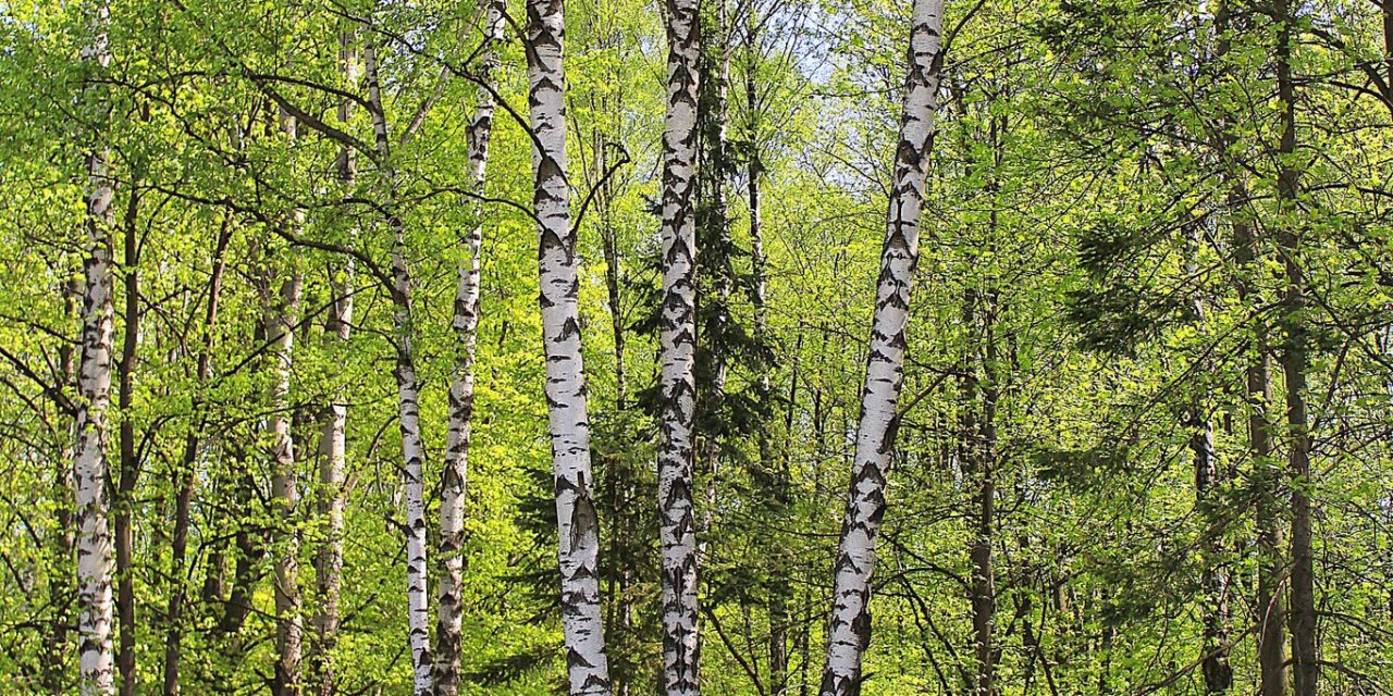 <span class="entry-title-primary">megtartani</span> <span class="entry-subtitle">Bátai Tibor verse</span>