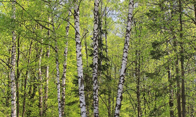 <span class="entry-title-primary">megtartani</span> <span class="entry-subtitle">Bátai Tibor verse</span>