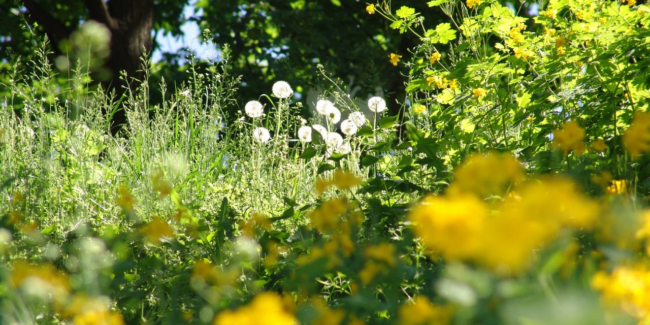 <span class="entry-title-primary">receptus</span> <span class="entry-subtitle">Bátai Tibor verse</span>