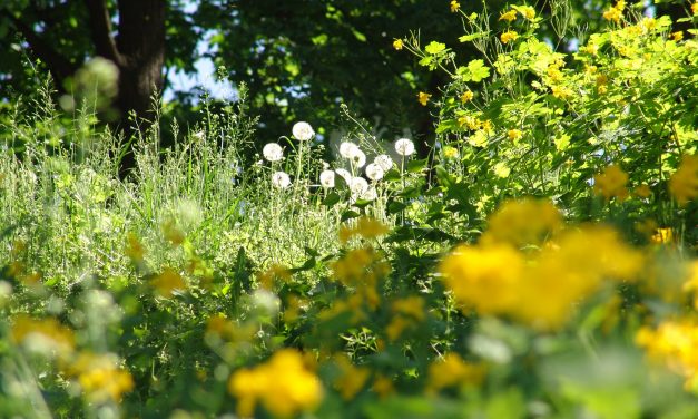 <span class="entry-title-primary">receptus</span> <span class="entry-subtitle">Bátai Tibor verse</span>