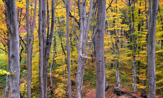 Vajdaság Európa egyik legkevesebb erdővel rendelkező régiója
