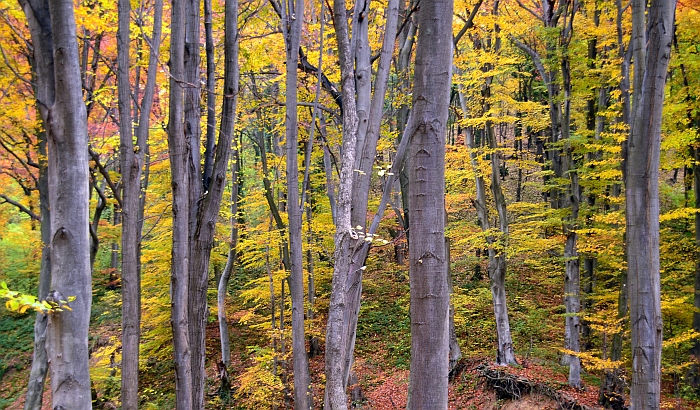 Vajdaság Európa egyik legkevesebb erdővel rendelkező régiója