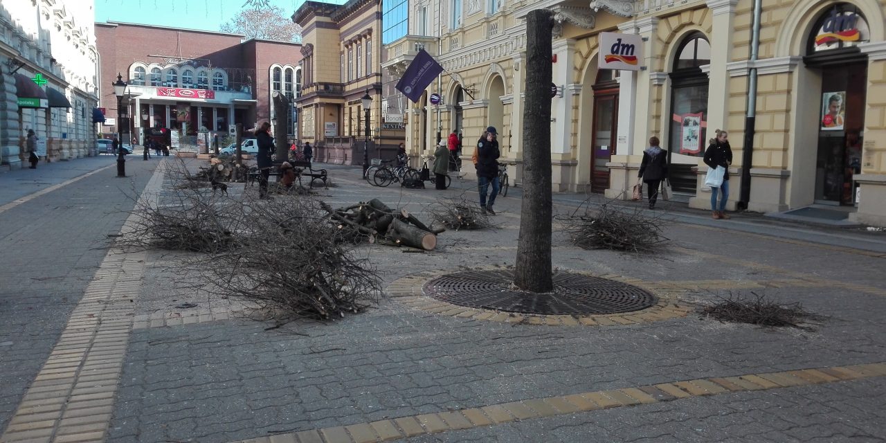 Szabadka: Az összes fát kivágják a korzón (Fotók)