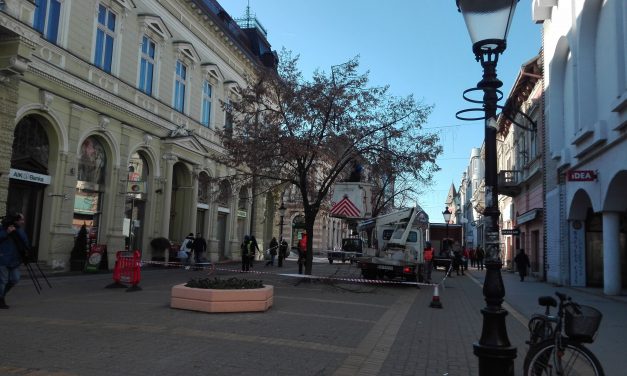 Kiszáradtak a hársfák a Korzón, ezért kell azokat kivágni