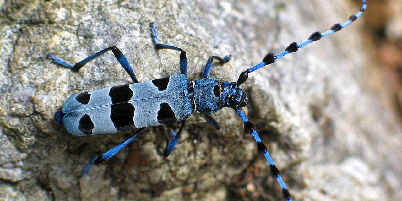 <span class="entry-title-primary">A havasi cincér győzött</span> <span class="entry-subtitle">A hősök közé tartozik a 2019-es év rovara</span>