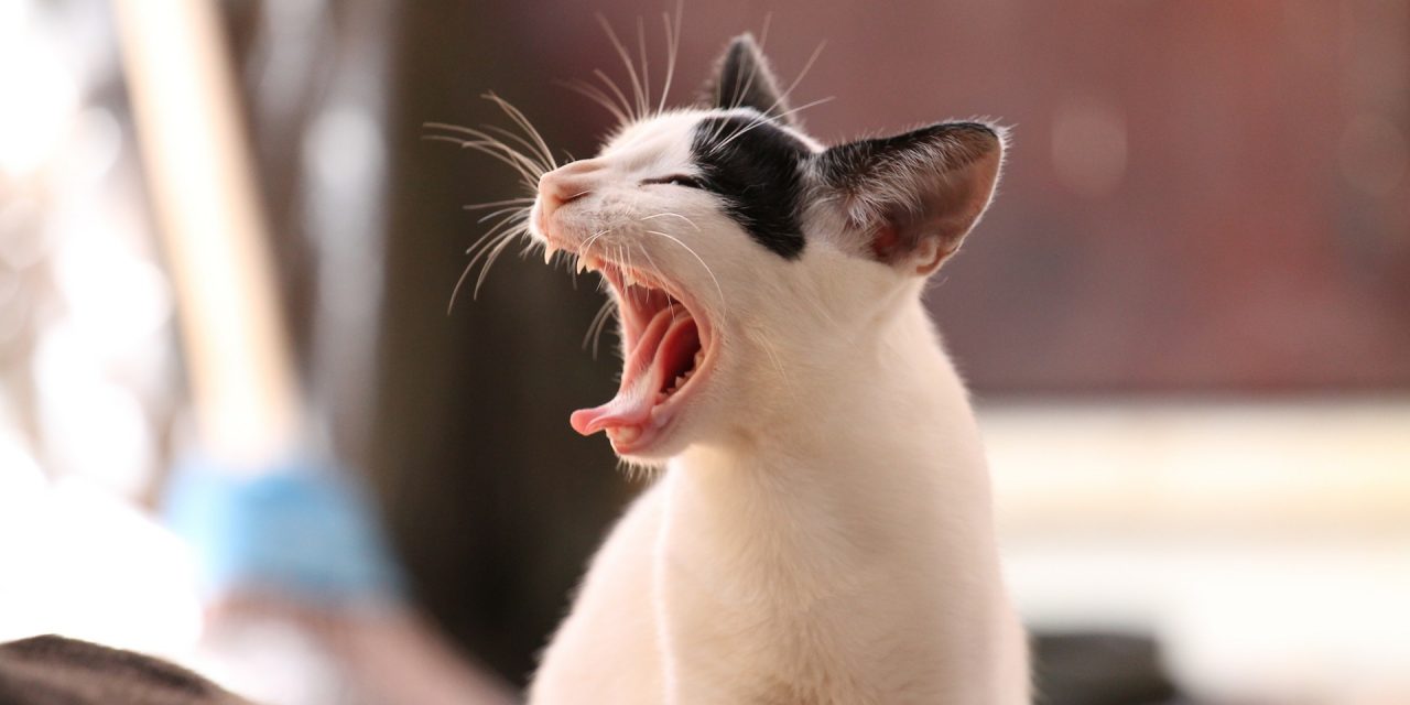 Véletlenül postára adta a saját macskáját