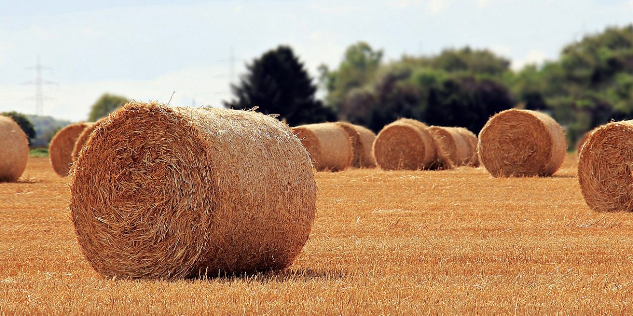 <span class="entry-title-primary">Új agrárbirodalom alakult Magyarországon</span> <span class="entry-subtitle">A tulajdonos – ki lenne más, mint – Mészáros Lőrinc</span>