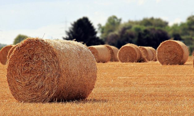 Új agrárbirodalom alakult Magyarországon