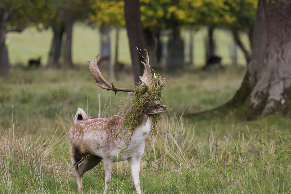 Bírósági ítélet: Az orvvadásznak egy éven át havonta egyszer meg kell néznie a Bambit