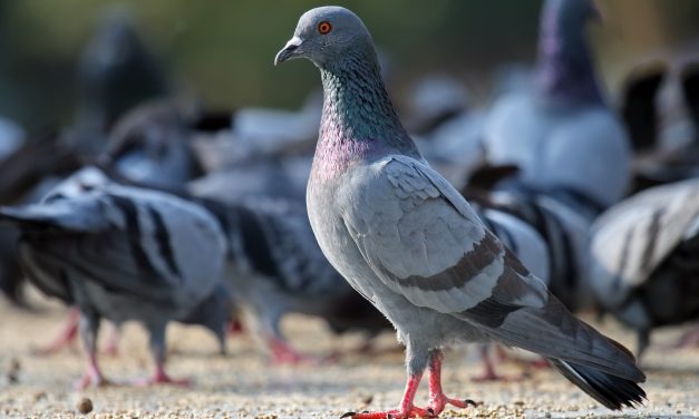 Galambok és patkányok veszik át a különleges fajok helyét