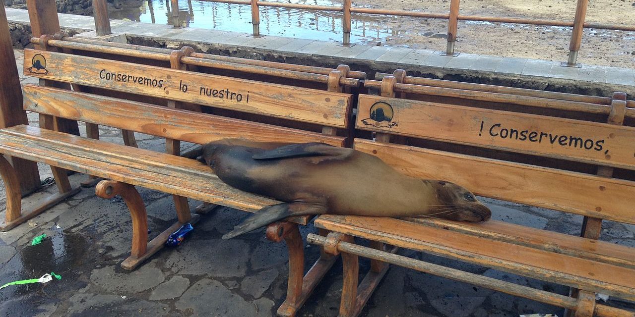 Csak néma petárdát szabad használni a Galápagos-szigeteken szilveszterkor