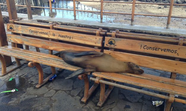 Csak néma petárdát szabad használni a Galápagos-szigeteken szilveszterkor