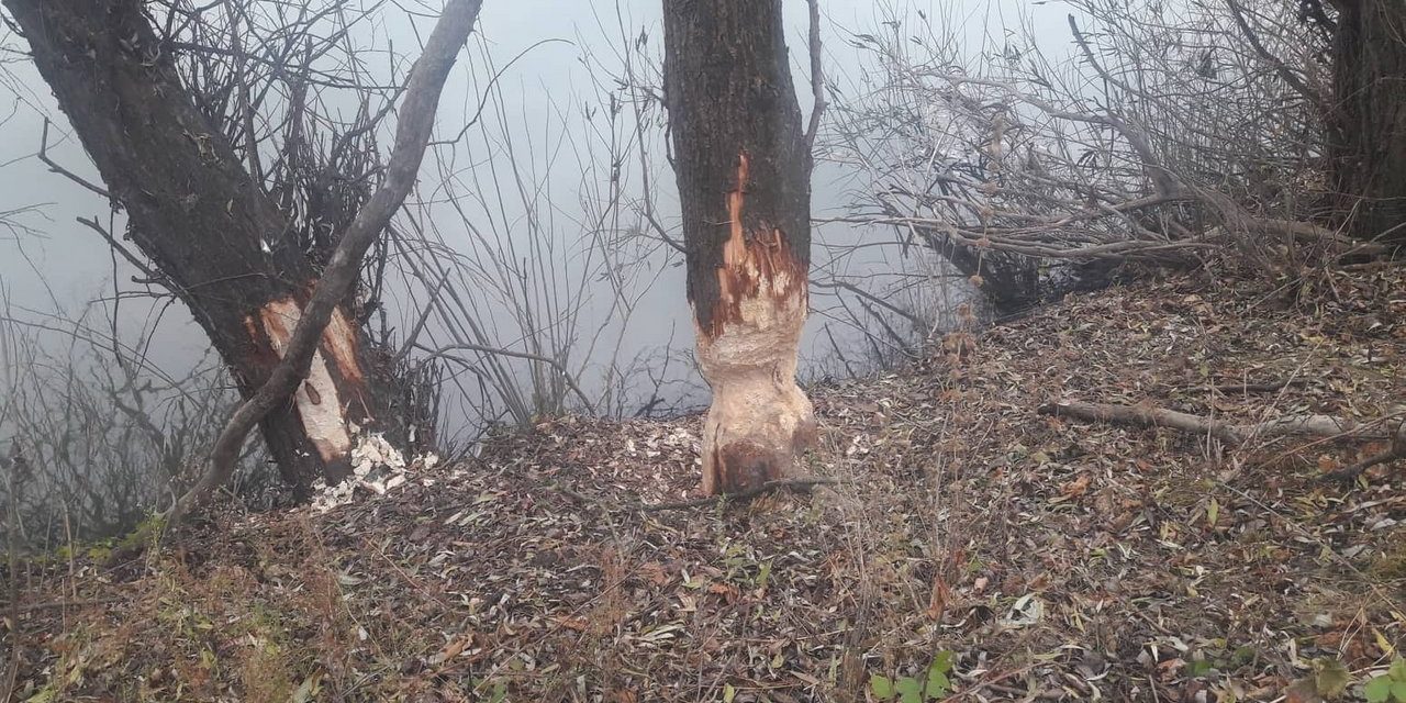 Hódok dolgoznak a Tisza-partján Szegednél