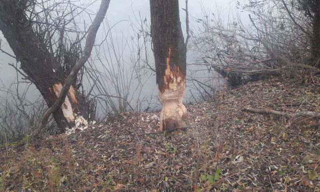 Hódok dolgoznak a Tisza-partján Szegednél