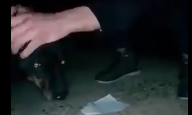 Horror Obrenovacon: Két fiatal brutálisan lemészárolt egy kutyát