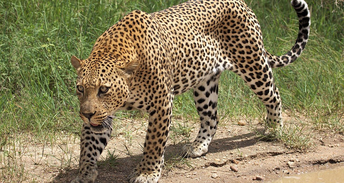 Leopárd ölt meg egy erdőben meditáló buddhista szerzetest Indiában