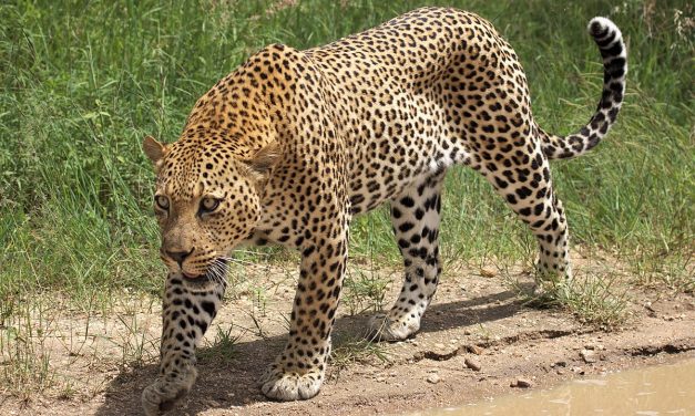 Leopárd ölt meg egy erdőben meditáló buddhista szerzetest Indiában