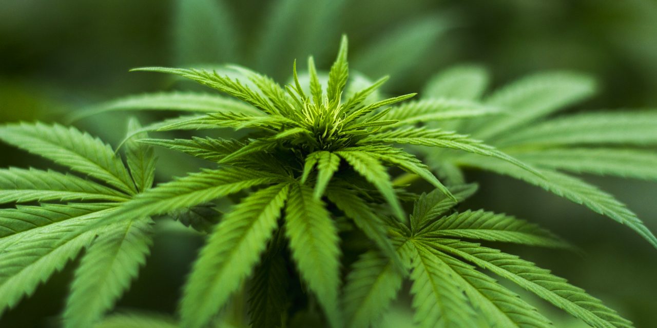 Fentanil szinte nincs is Szerbiában, továbbra is a marihuána a legnépszerűbb drog