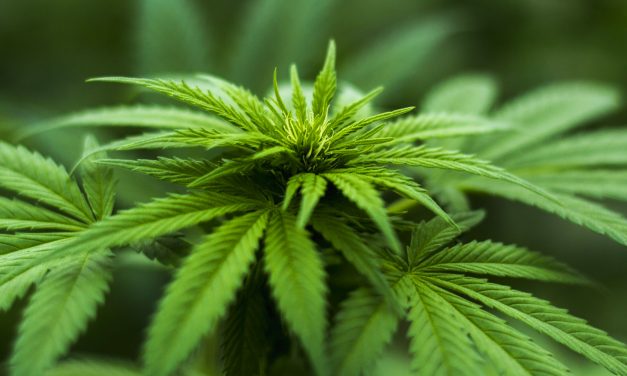 Gyorsan összegyűltek az aláírások, népszavazást tarthatnak a kannabisz legalizálásáról Olaszországban