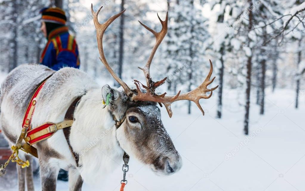 Veszélyben a lappföldi rénszarvasok