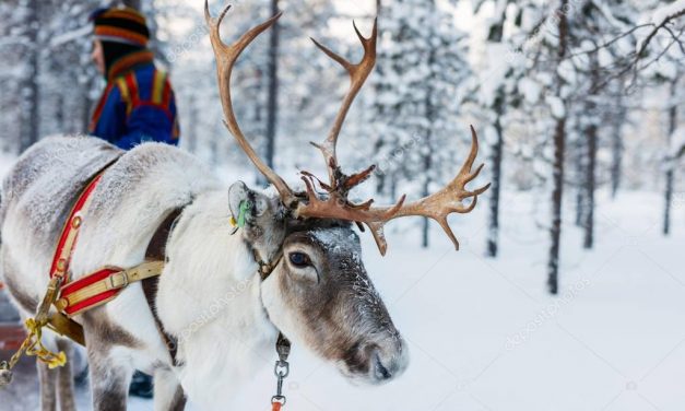Veszélyben a lappföldi rénszarvasok