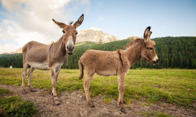 <span class="entry-title-primary">A szamaraknak is fizetniük kell a tévéelőfizetést</span> <span class="entry-subtitle">Nem lehet megúszni az előírt díjak befizetését, akkor sem, ha hétszeresen hajtják be a termelőkön</span>