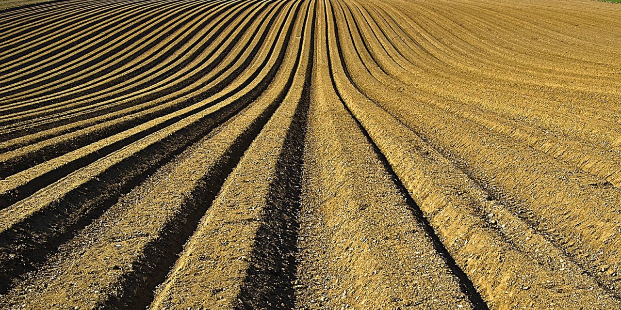 A vajdasági termőföldek csupán egy százaléka kiváló minőségű