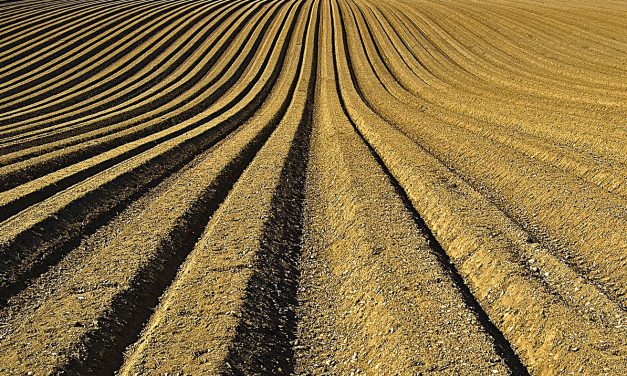 Nem tett kárt a fagy a vetésben