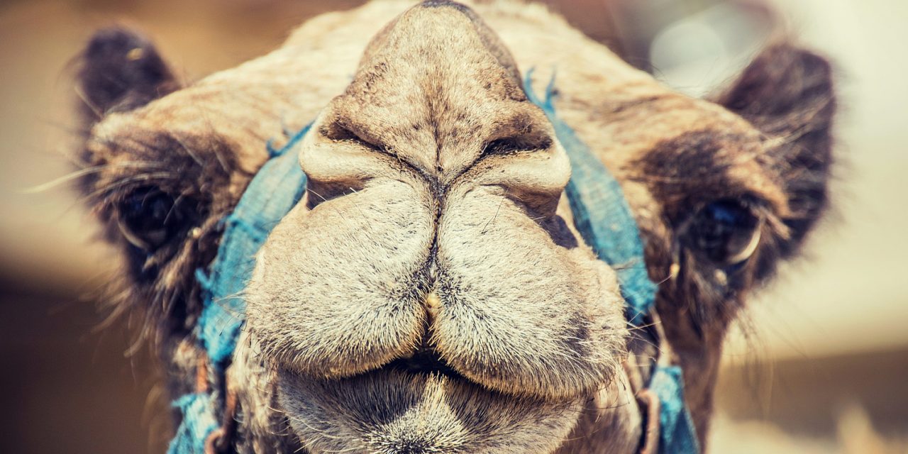 Lebane: Sztiroporból lesznek a tevék – egyelőre