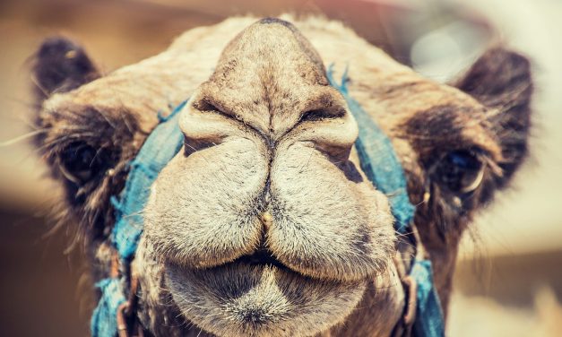 Lebane: Sztiroporból lesznek a tevék – egyelőre