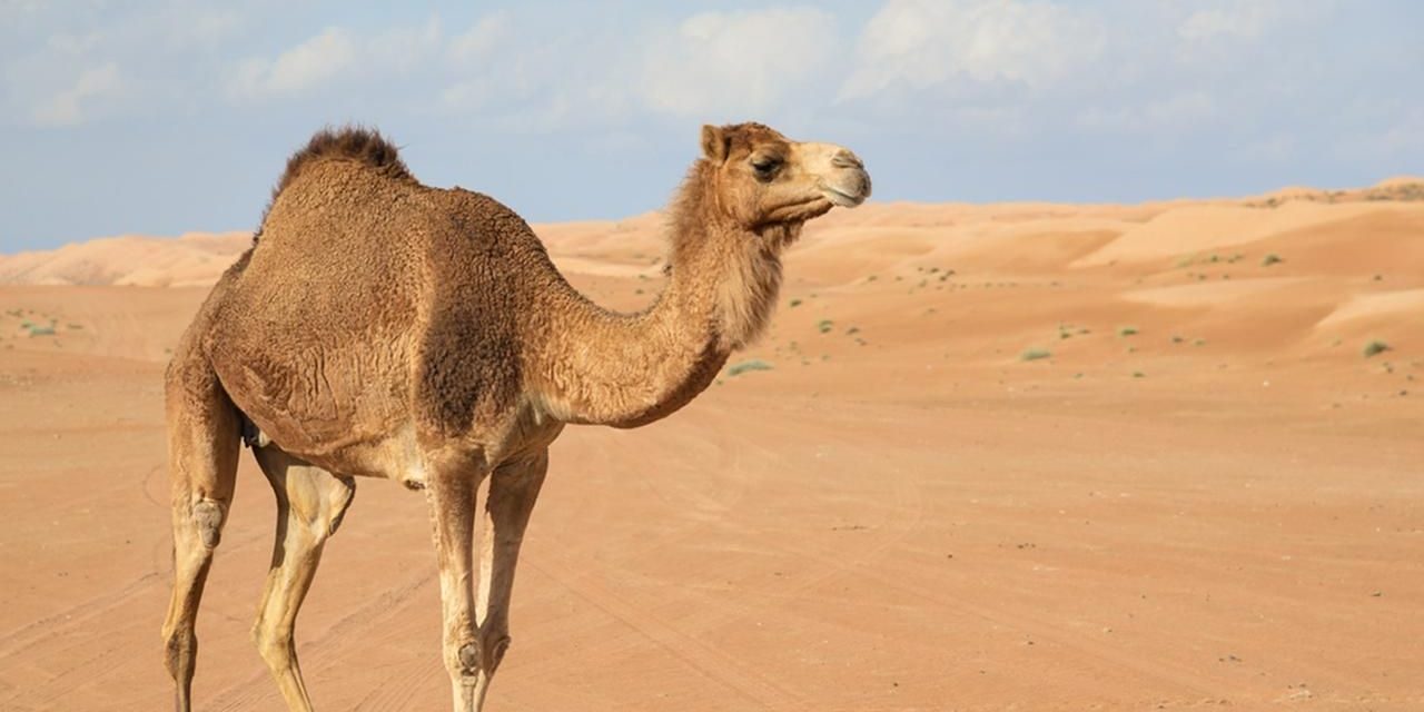 Lebane község tevéket vásárol