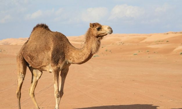 Lebane község tevéket vásárol