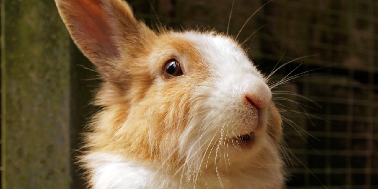 <span class="entry-title-primary">„Cukiságból” nem lesz hiány</span> <span class="entry-subtitle">Nyuszik, kisállatok, galambok, baromfik és díszállatok nemzeti kiállítása nyílik a hétvégén Budapesten</span>