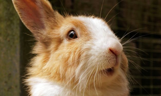 „Cukiságból” nem lesz hiány