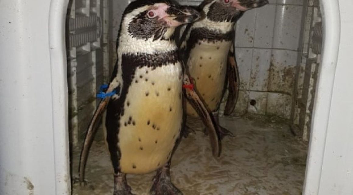 Pingvineket vett őrizetbe a brit rendőrség