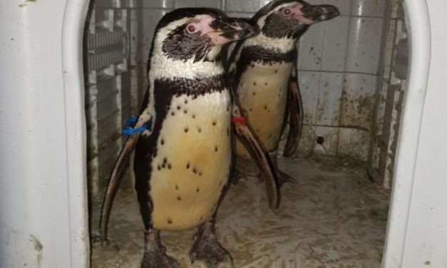 Pingvineket vett őrizetbe a brit rendőrség