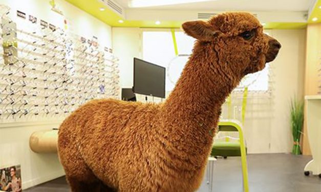 <span class="entry-title-primary">Szemüveget az alpakának!</span> <span class="entry-subtitle">Rendőrt hívtak az optikai szaküzletben békésen nézelődő állatra</span>