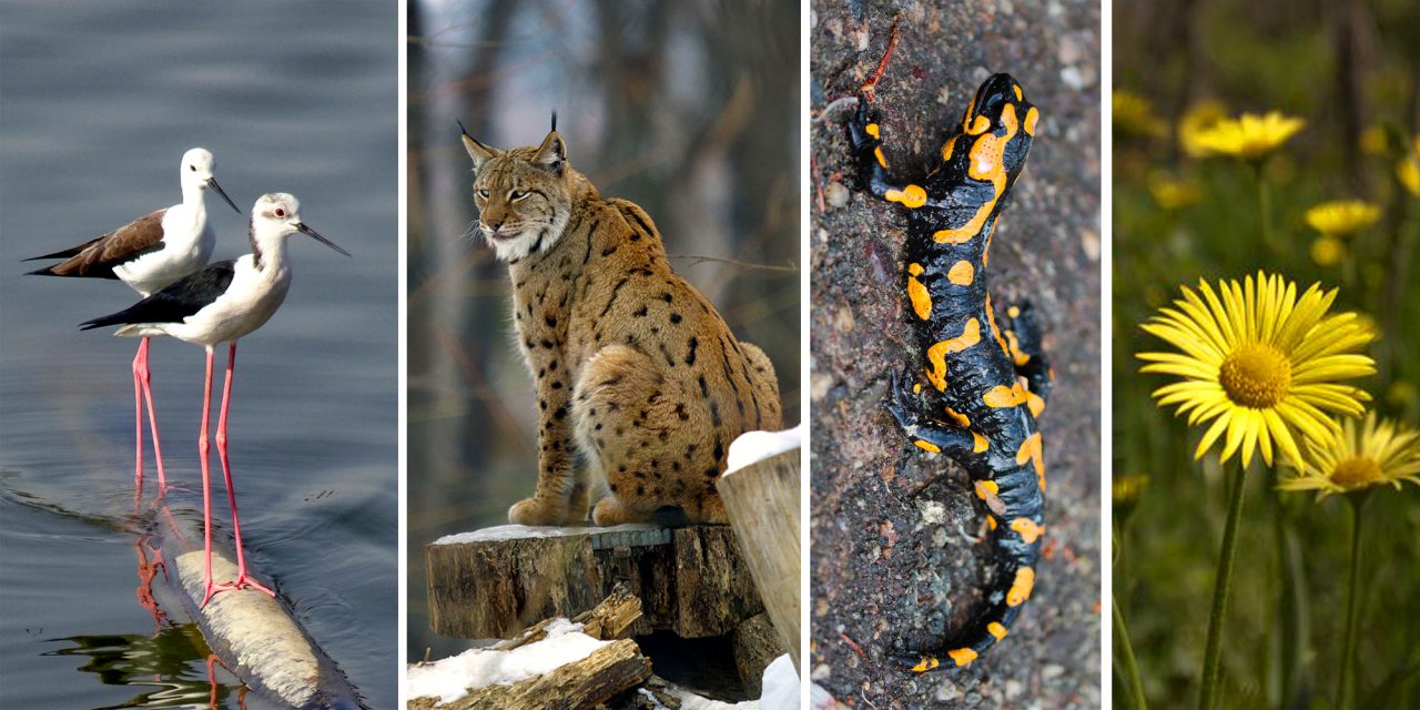 <span class="entry-title-primary">Hiúz, cincér, keszeg, gólyatöcs, zergevirág, vargánya</span> <span class="entry-subtitle">Ezek az év élőlényei 2019-ben</span>