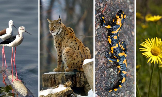 <span class="entry-title-primary">Hiúz, cincér, keszeg, gólyatöcs, zergevirág, vargánya</span> <span class="entry-subtitle">Ezek az év élőlényei 2019-ben</span>