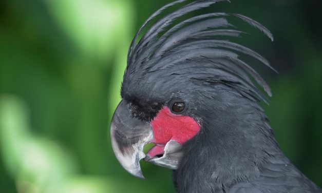 Zombor: Hat ritka, értékes papagájt loptak el egy magánállatkertből