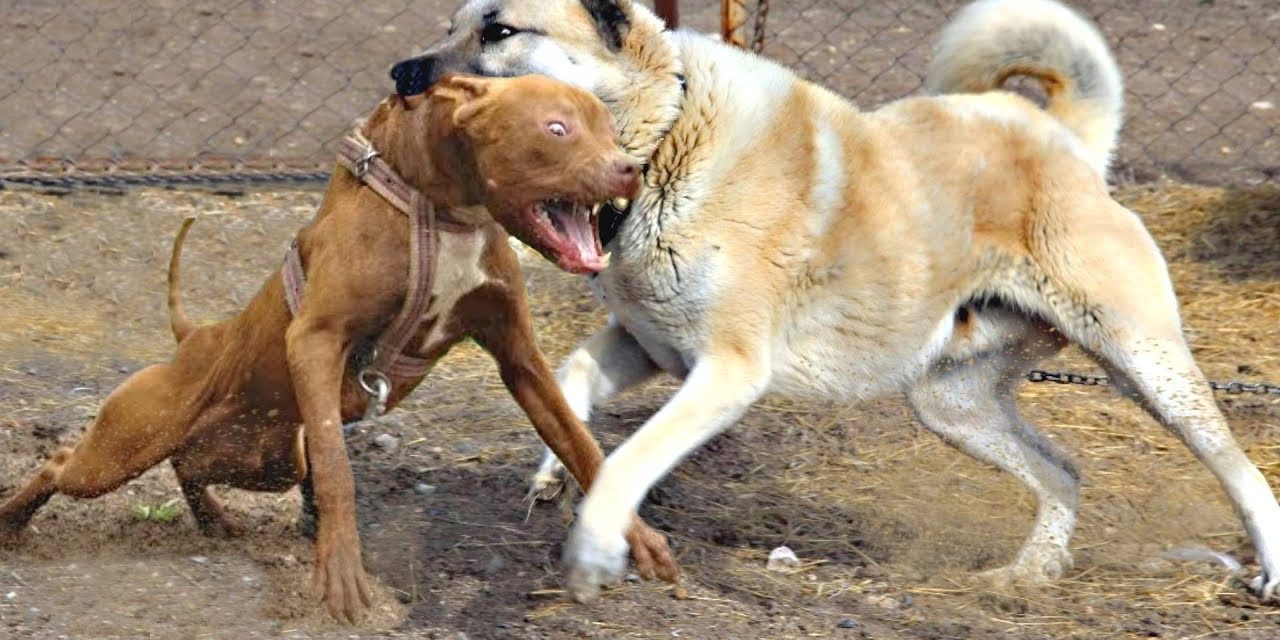 Borzalom Szabadkán: Kutyák marcangoltak két embert, a tulajdonos csak nézte, majd lelépett