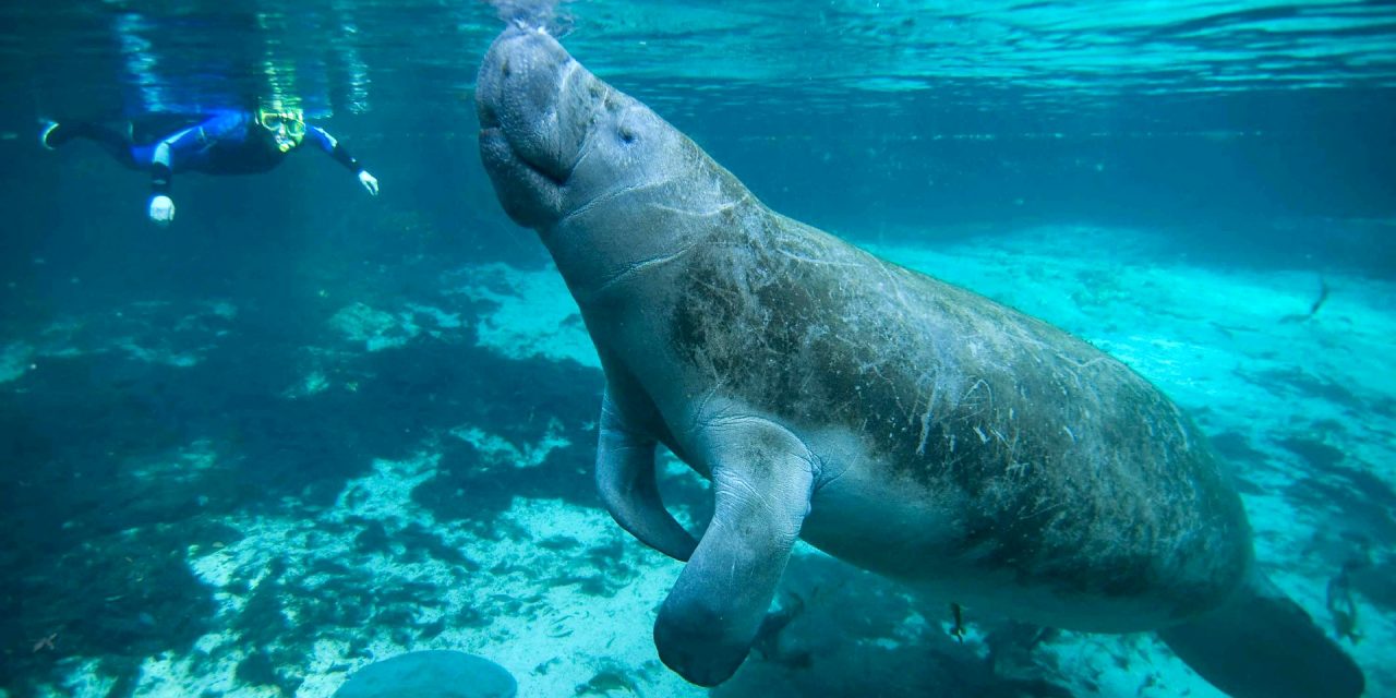 <span class="entry-title-primary">Kolumbusz és a sellők</span> <span class="entry-subtitle">Szépséges hölgyek helyett tengeritehenek</span>