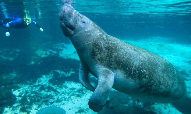 Kolumbusz és a sellők