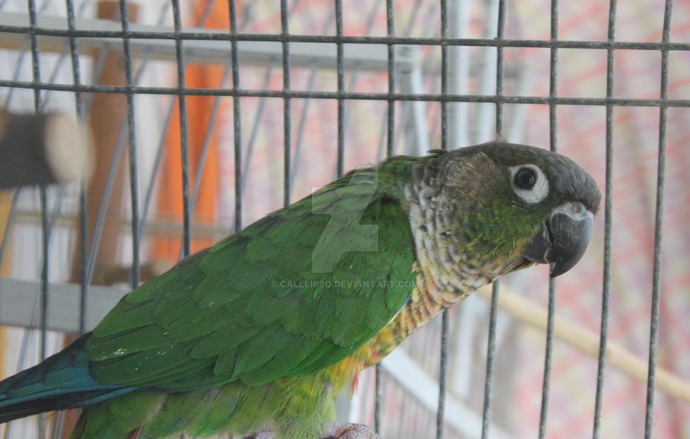 Királyhalom: Védett papagájokat csempészett egy szabadkai férfi