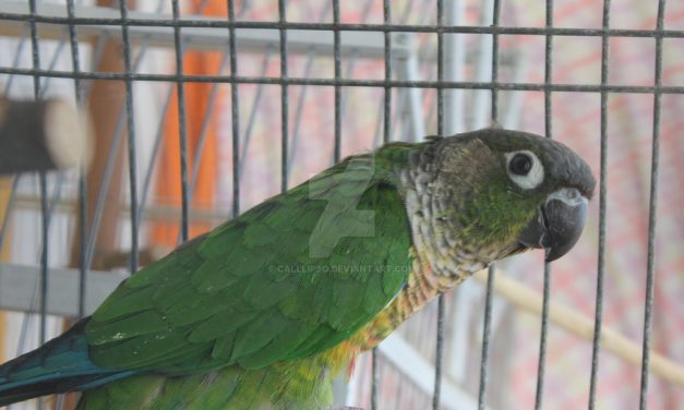 Királyhalom: Védett papagájokat csempészett egy szabadkai férfi