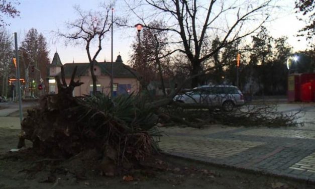 Kidőlt egy hatalmas platánfa Palics központjában